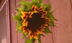 Sunflower: Evening Sun