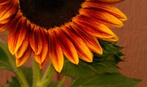 Sunflower: Evening Sun