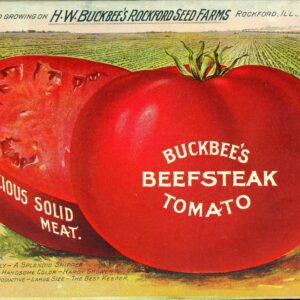 Beefsteak Tomatoes
