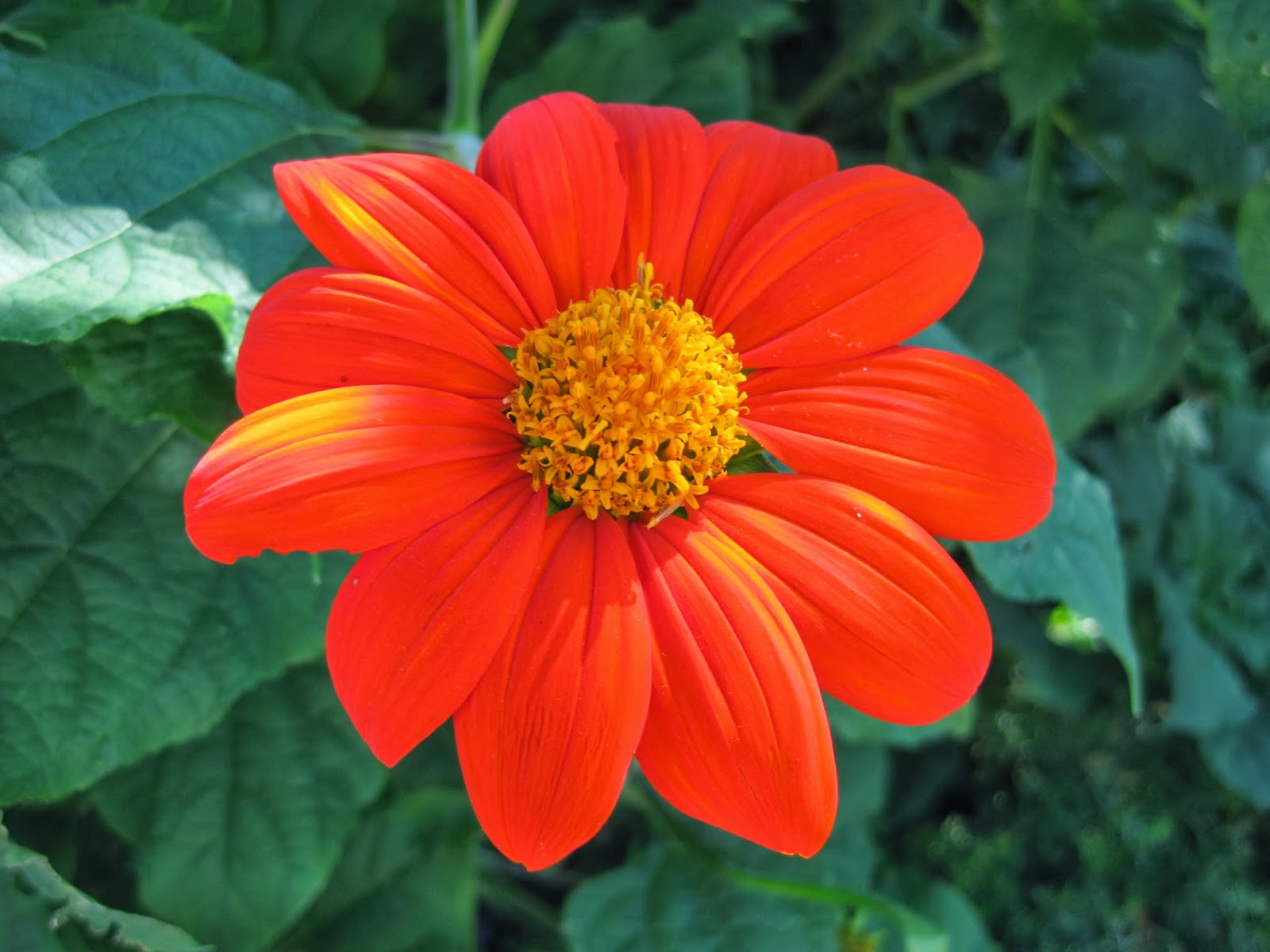 Mexican Red Torch Sunflower