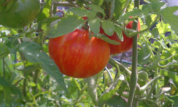 Sonoran Flair Tomato