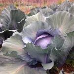 Cabbage: Red Express