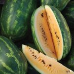 Watermelon: Orange Tendersweet